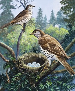 Birds and Nest by English School