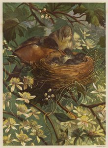 Birds Feeding Their Young in a Nest by English School