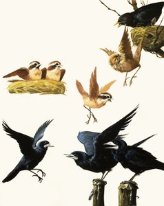 Birds montage by English School
