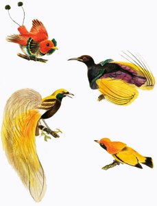 Birds of Paradise