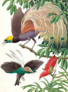 Birds of Paradise by English School