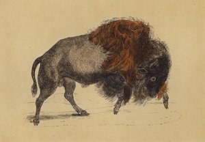 Bison by English School