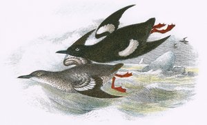 Black Guillemot by English School