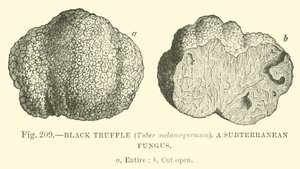 Black Truffle (Tuber Melanospermum); A Subterranean Fungus by English School