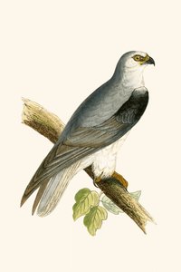 Black Winged Kite, illustration from 