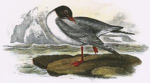 Black-headed Gull by English School