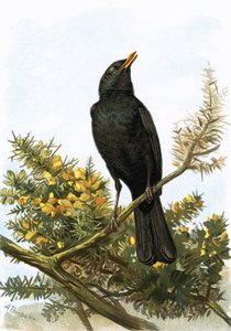 Blackbird by English School