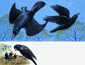 Blackbirds by English School