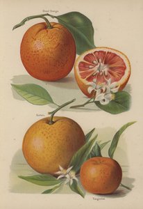 Blood Orange, Sustain, Tangierine