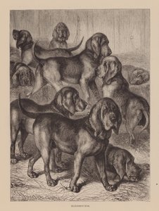 Bloodhounds by English School