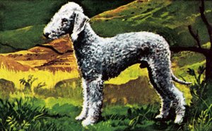Blue Bedlington