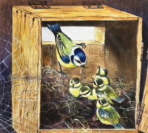 Bluetits