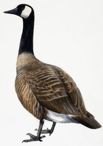 Brent Goose