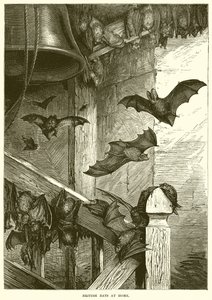 British Bats at Home