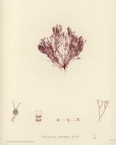 British Sea-Weed