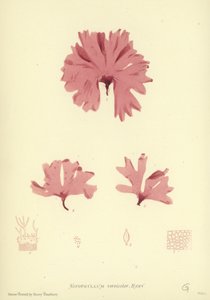 British Sea-Weed by English School