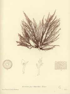 British Sea-Weed