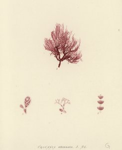 British Sea-Weed