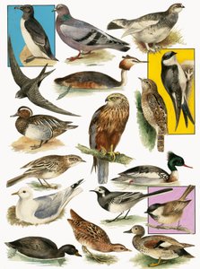 British Birds by English School