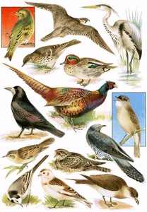 British Birds by English School