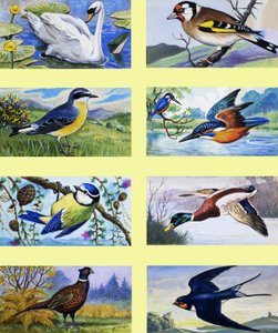 British Birds Montage by English School