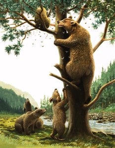 Brown Bear climbing a tree, attracted by honey