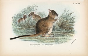 Brush-Tailed Rat-Kangaroo by English School