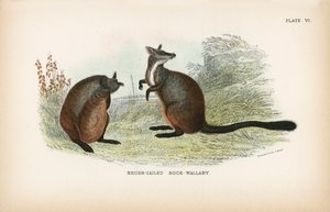 Brush-Tailed Rock-Wallaby by English School