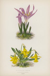 Bulbocodium Vernum; Narcissus Minor by English School