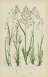 Bulbous Meadow Grass, Alpine Meadow Grass, Wavy Meadow Grass, Wood Meadow Grass, Annual Meadow Grass