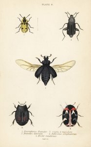 Burying beetle, Nicrophorus humator, carrion beetles, Necrodes littoralis, Dendroxena quadrimaculata, carpet beetle, Anthrenus scrophulariae, and Hister quadrimaculatus var by English School