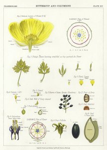 Buttercup and Columbine