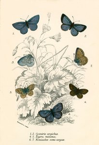 Butterflies by English School