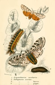 Butterflies