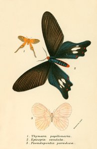 Butterflies