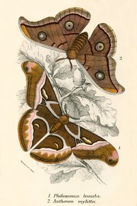 Butterflies