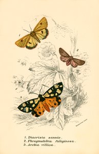 Butterflies