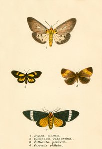 Butterflies