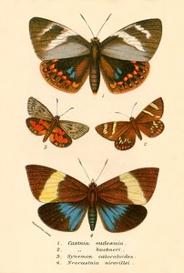 Butterflies