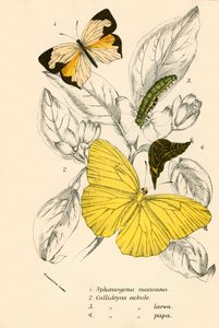 Butterflies