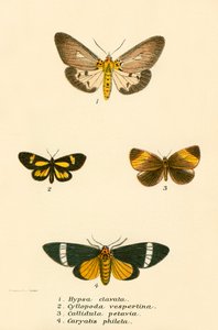 Butterflies
