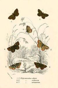 Butterflies