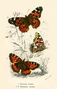Butterflies by English School