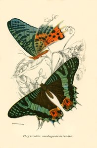 Butterflies