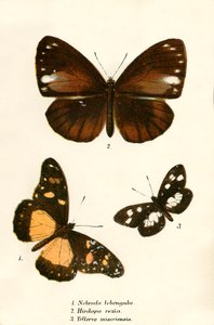 Butterflies