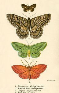 Butterflies