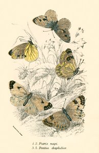 Butterflies