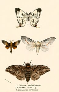 Butterflies