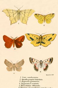 Butterflies