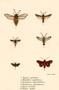 Butterflies